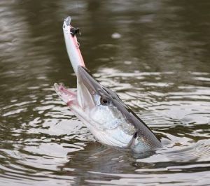 3 Fishing Lure Tips For Catching Northern Pike At Burntwood Lake